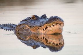 orangeparkgator