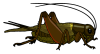 cricket-insect-clipart-23.png