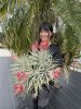 Tillandsia (natural hybrid from Honduras).jpg