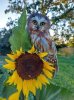 owlsunflower.jpeg