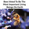 bees.jpg