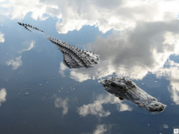 gatorcloud